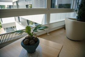potted plant on table in front of window
