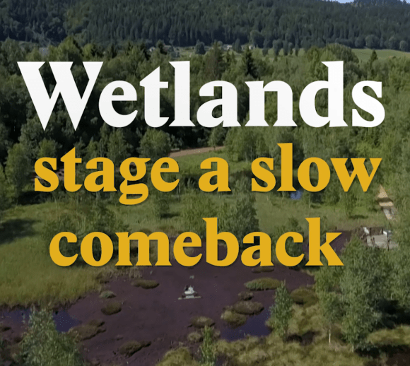 A cover image for a Nouvo video about wetlands in Switzerland.