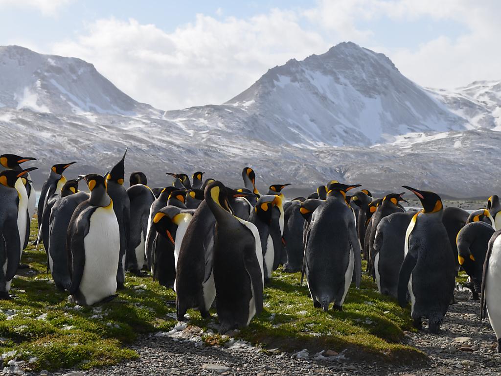 Grösste Königspinguin-Kolonie der Welt drastisch geschrumpft - SWI ...