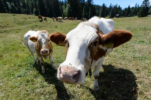 two cows in mountain pasture