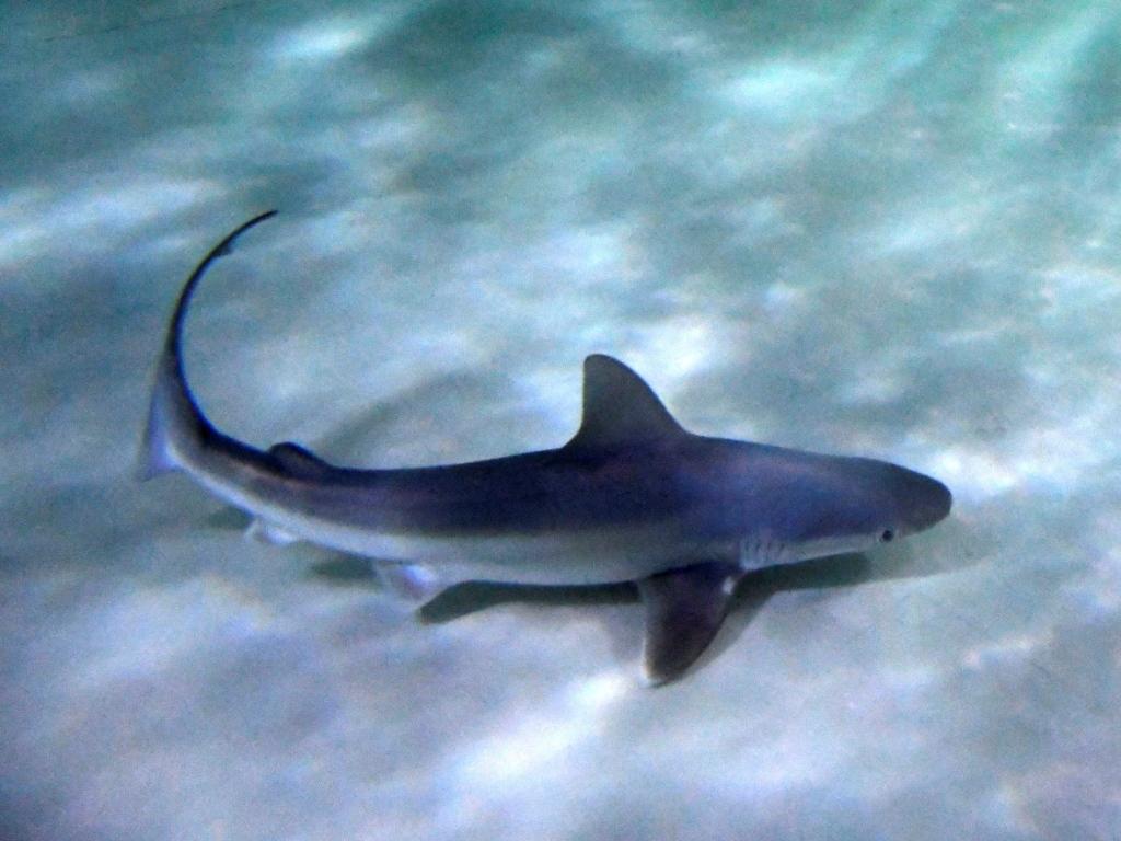 Un touriste tchèque tué par un requin en mer Rouge SWI swissinfo.ch