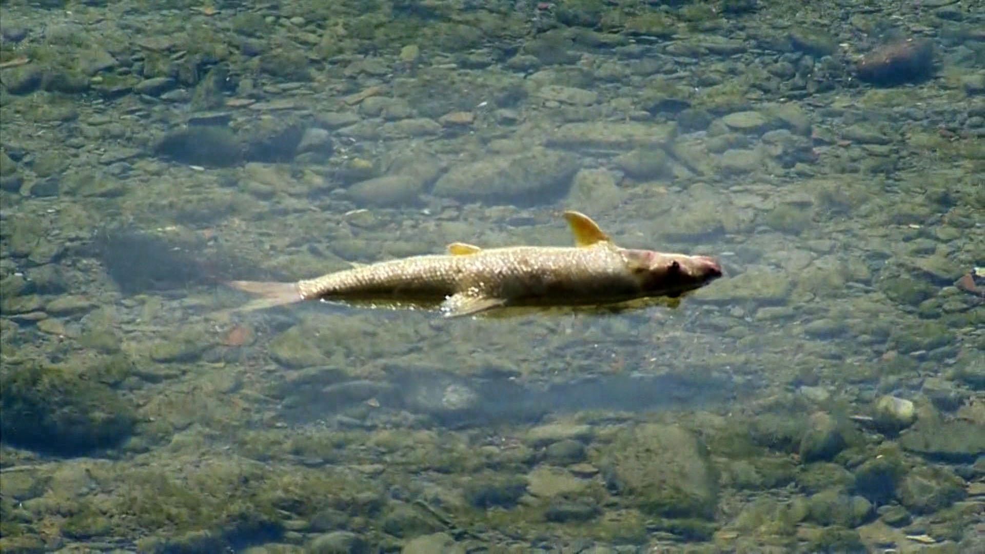 Fish dying in the Rhine SWI swissinfo.ch