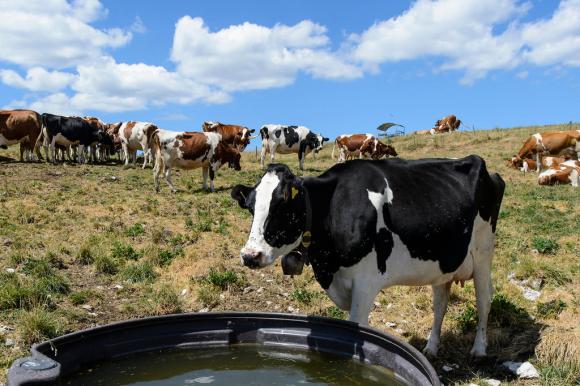 Vacas en un pastizal en los Alpes. Una está en frente de un recipiente de agua.
