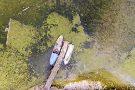 スイス東部ボーデン湖の水位は大きく下がり、湖岸に繁茂している藻類があらわになった