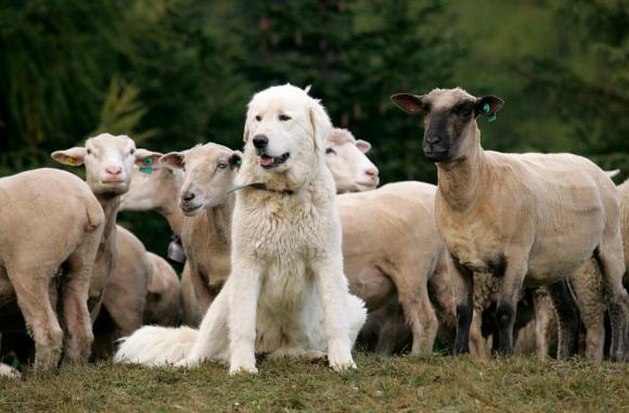 Rebaño de ovejas y perro guardián