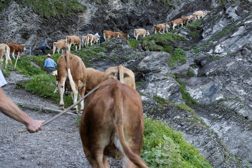 Fat cattle force farmers to call for ‘new model cow’ SWI swissinfo.ch