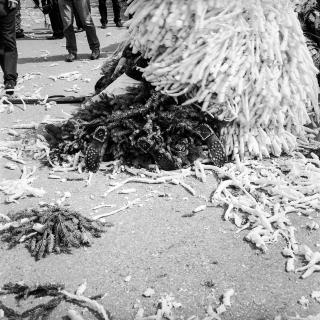 Des restes de copeaux de bois et de branches de sapin éparpillés dans la rue