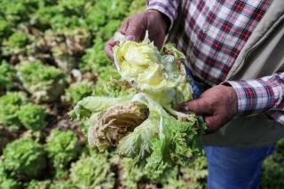 Ein Bauer hält einen vertrockneten Salatkopf in den Händen