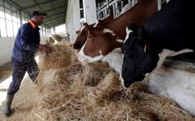 Un homme nourrit son troupeau dans une ferme