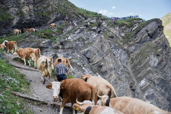 山を登る牛たちの行列
