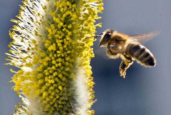 A bee flies near a flower