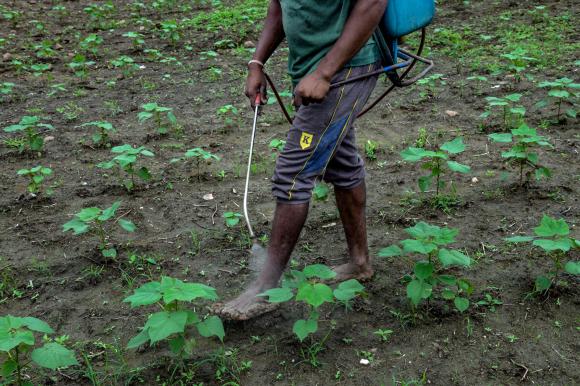 Aufnahme der nackten Beine eines Bauers, der auf einem Feld Pestizid spritzt.
