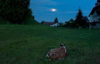 月明かりを楽しむ牛