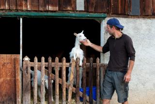 farmer stroking a goat