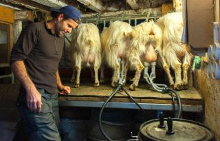 man with milking machine and goats