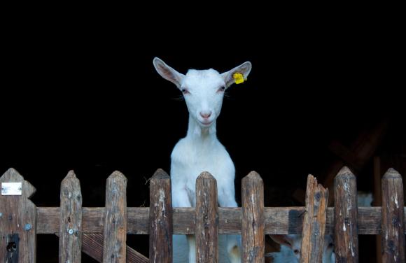 儀態優雅的阿彭策爾山羊像一位端莊華麗的貴婦，是瑞士傳統畫中常見的形象。