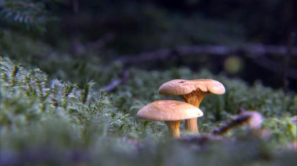Mushrooms on forest ground