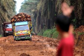 Caminhões carregando frutos da palmeira