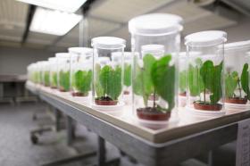 plants in test tubes at syngenta