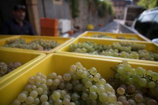 grappoli d uva in casse di plastica