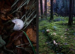 Alle Bilder der Pilze sind wie üppige Gemälde fotografiert, sehr dunkel mit Licht auf dem Pilz