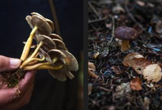 Pilzgewächs in einer Hand, Waldpilz zwischen Herbstblättern