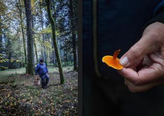 Mann am Pilze sammeln, Oranger Pilz in einer Hand