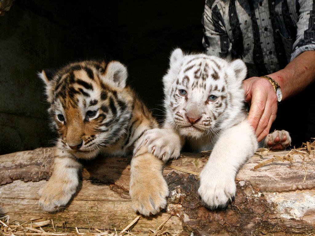 La Chine S Entiche De Ses Tigres Blancs Triples Swi Swissinfo Ch