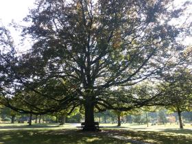 Cemetery beech tree