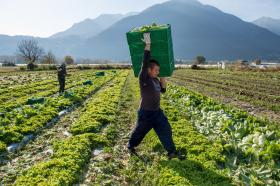 En campo de ensaladas, un hombre lleva un canasto de la cosecha