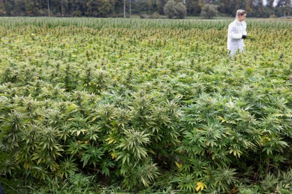 Marijuana fields