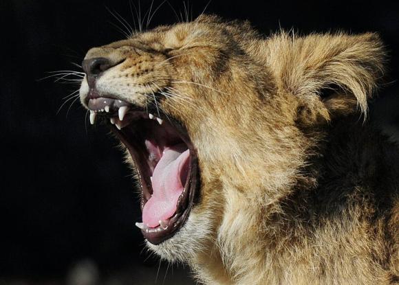 lion