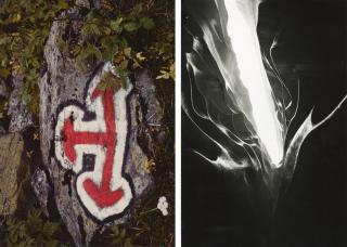 símbolos pintados numa árore