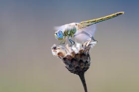 libélula sobre una flor.