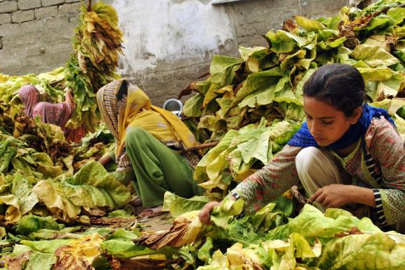 Girls gather tobacco leaves in Mardan, Pakistan