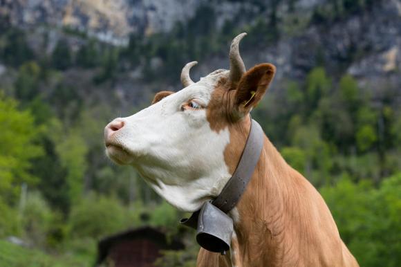 Simmental cow with horns