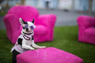 chihuahua dog with glasses