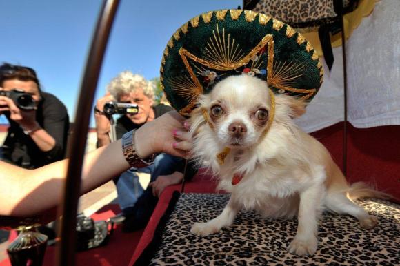 Chihuahua mit Sombrero