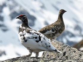 Zwei Alpenschneehühner