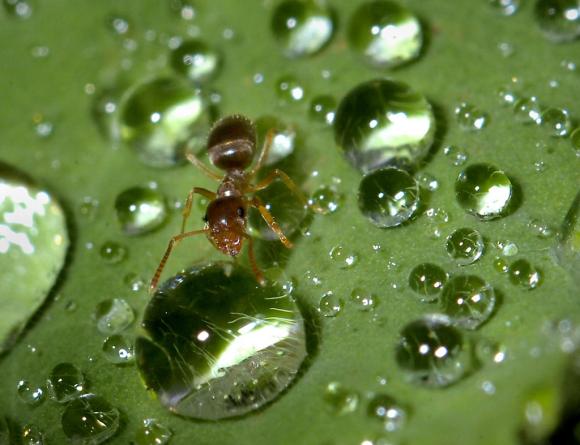 ant on a leaf