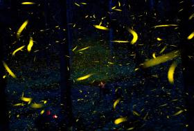 fireflies light up the night sky