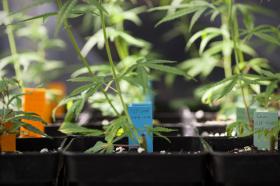 Plantes de cannabis