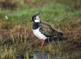 lapwing in wetlands