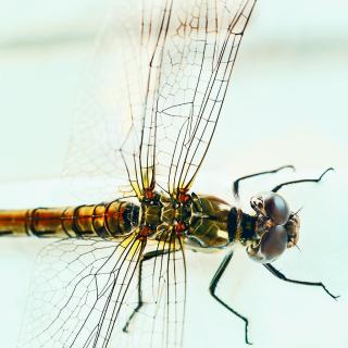 バーゼルに生きる虫の世界 Swi Swissinfo Ch バーゼルに生きる虫の世界 Swi Swissinfo Ch
