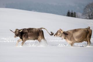 雪の中を走る二頭の牛
