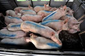 Pigs are transported from their pegs to a slaughterhouse