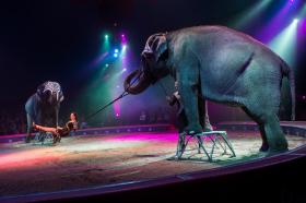 Dos elefantes en la arena del circo