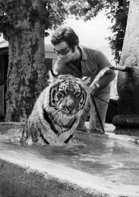 サングラスをかけてトラに水浴びさせる男性