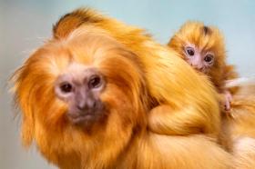 絶滅危惧種のサルに赤ちゃん チューリヒ動物園 Swi Swissinfo Ch 絶滅危惧種のサルに赤ちゃん チューリヒ動物園 Swi Swissinfo Ch