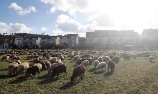 Moutons dans un champ devant des maisons.